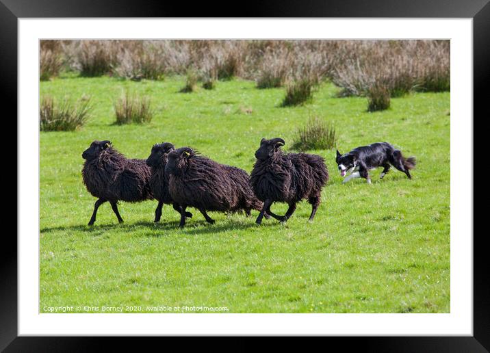 Working Sheep Dog Framed Mounted Print by Chris Dorney
