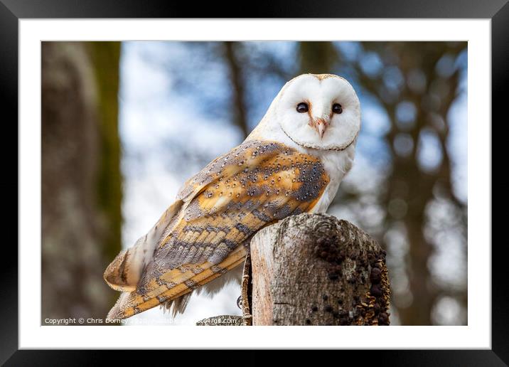 Barn Owl  Framed Mounted Print by Chris Dorney