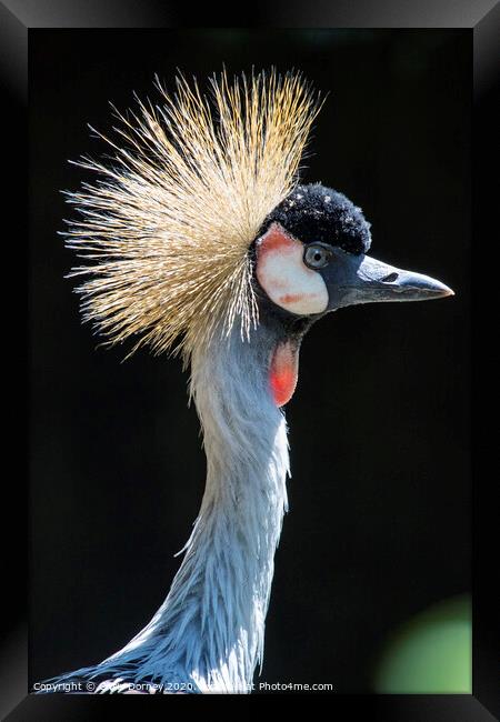 Grey Crowned Crane Framed Print by Chris Dorney