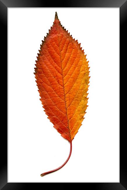 Elm Leaf with Autumnal Colours Framed Print by Chris Dorney