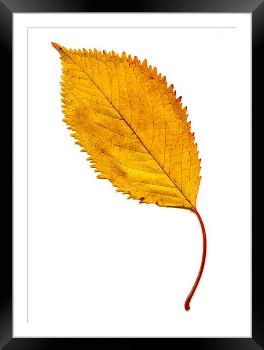 Elm Leaf with Autumnal Colours Framed Mounted Print by Chris Dorney