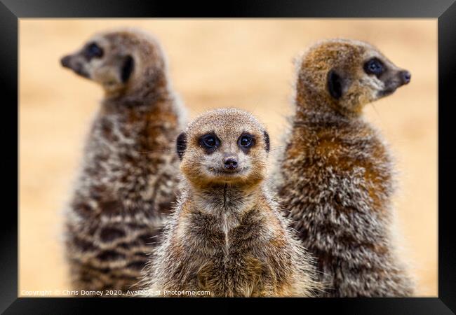 Meerkats on Patrol Framed Print by Chris Dorney