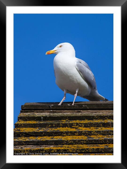 Seagul on the British Coast Framed Mounted Print by Chris Dorney