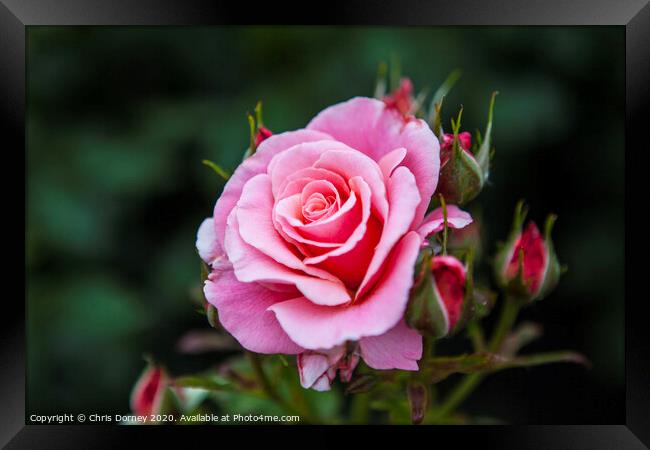 Rose in Hever Castle Gardens Framed Print by Chris Dorney