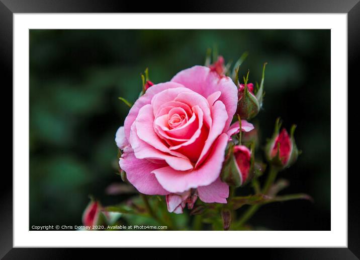 Rose in Hever Castle Gardens Framed Mounted Print by Chris Dorney
