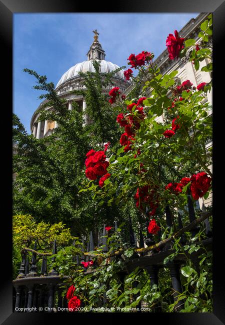 Red Roses at St. Pauls Cathedral in London Framed Print by Chris Dorney