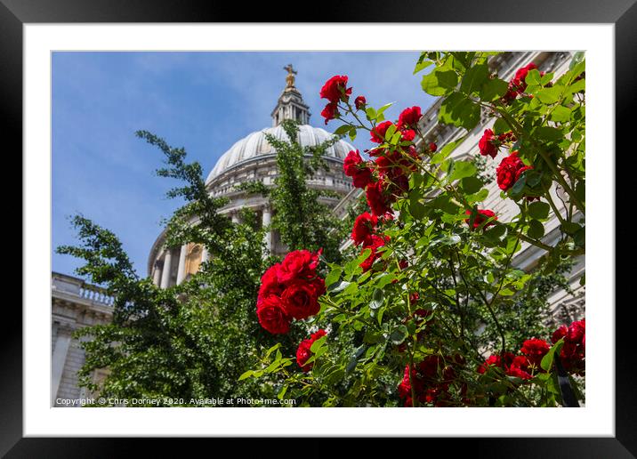 Roses at St. Pauls Cathedral in London Framed Mounted Print by Chris Dorney