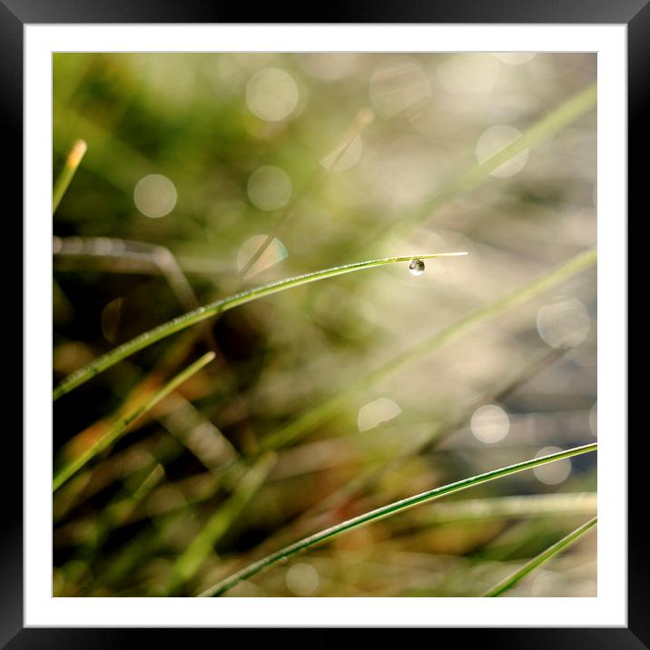 A solitary raindrop hanging from a blade of grass Framed Mounted Print by Lindsay Philp