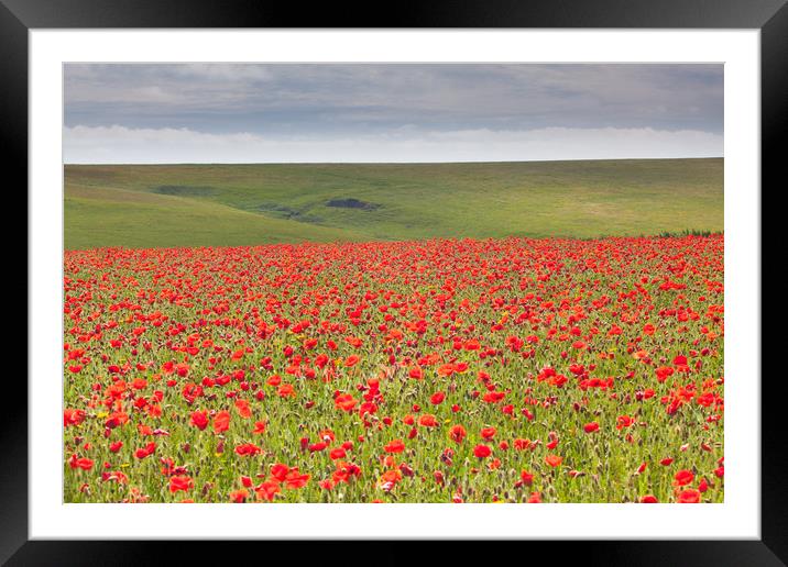 Poppies at West Pentire Cornwall Framed Mounted Print by Lindsay Philp