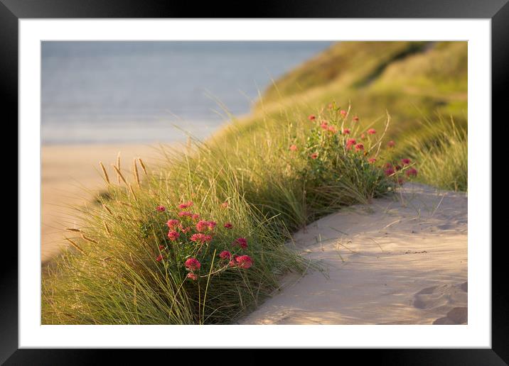 Valerian in the sand dunes at Daymer Bay Framed Mounted Print by Lindsay Philp