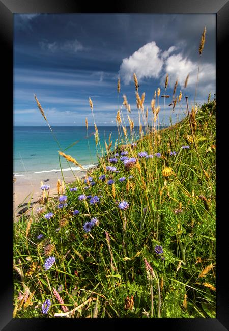 Coastal cornflowers in Cornwall Framed Print by Lindsay Philp