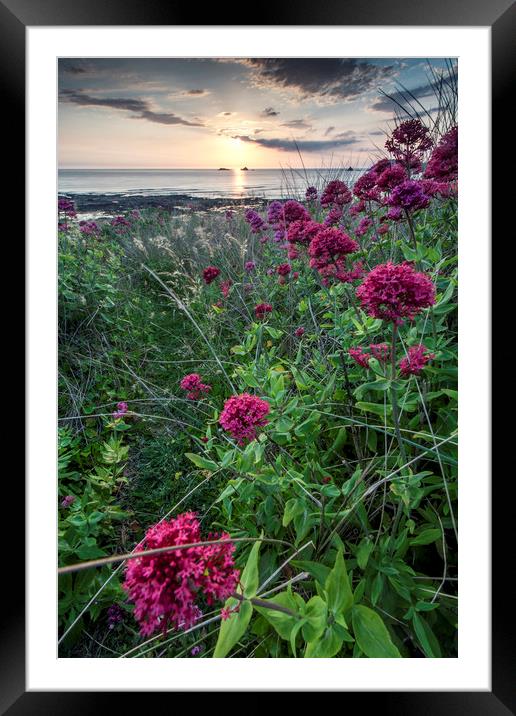 Valerian at Constantine Bay, Cornwall Framed Mounted Print by Lindsay Philp