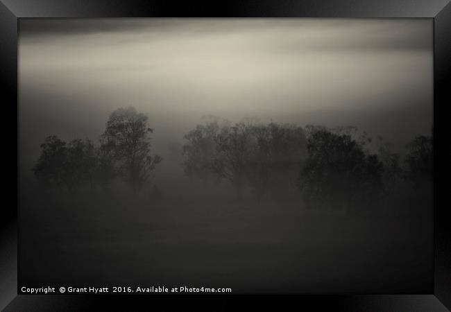 A mist tree Framed Print by Grant Hyatt