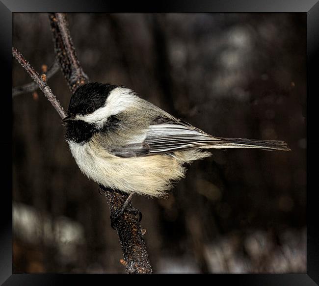 Black-capped Chickadee Framed Print by Fred Denner