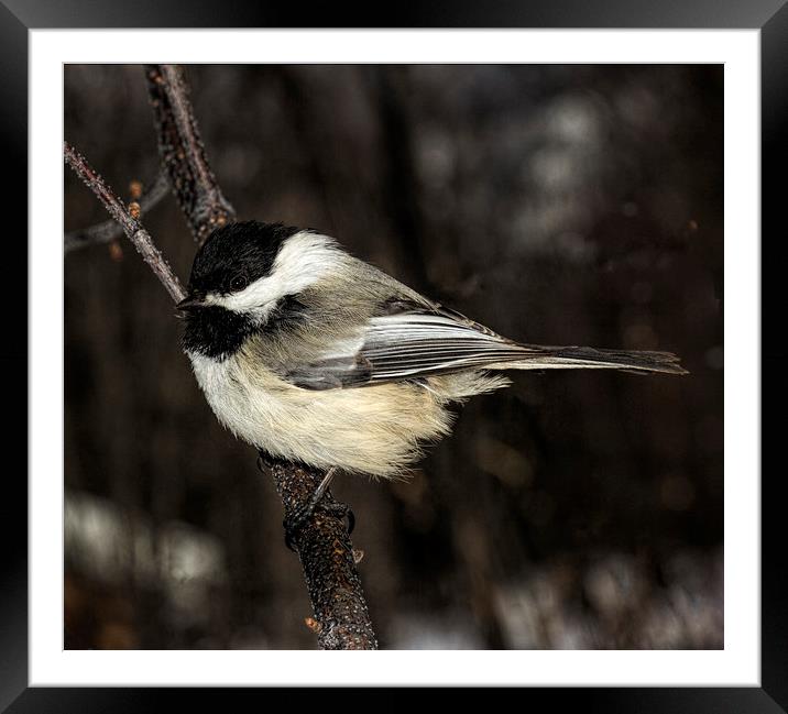 Black-capped Chickadee Framed Mounted Print by Fred Denner