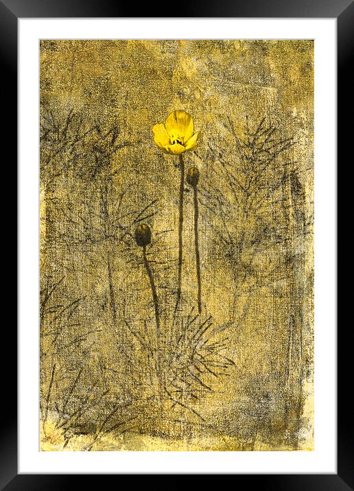 Yellow Poppy and Horsetail Framed Mounted Print by Fred Denner