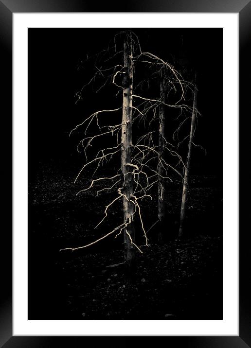 Ghost Trees Framed Mounted Print by Fred Denner