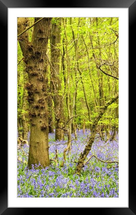 Bluebell woods Framed Mounted Print by Adam Ransom