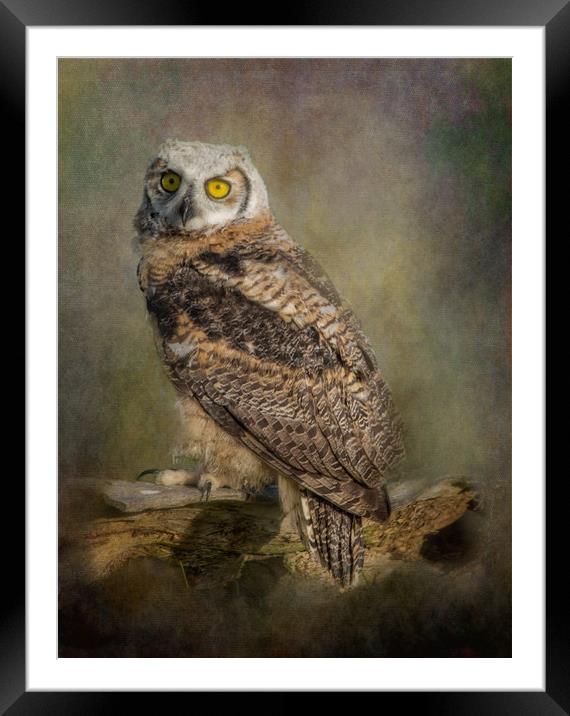 Great Horned Owlet Framed Mounted Print by JOHN RONSON