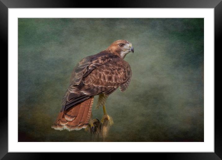 Red-Tailed Hawk Framed Mounted Print by JOHN RONSON