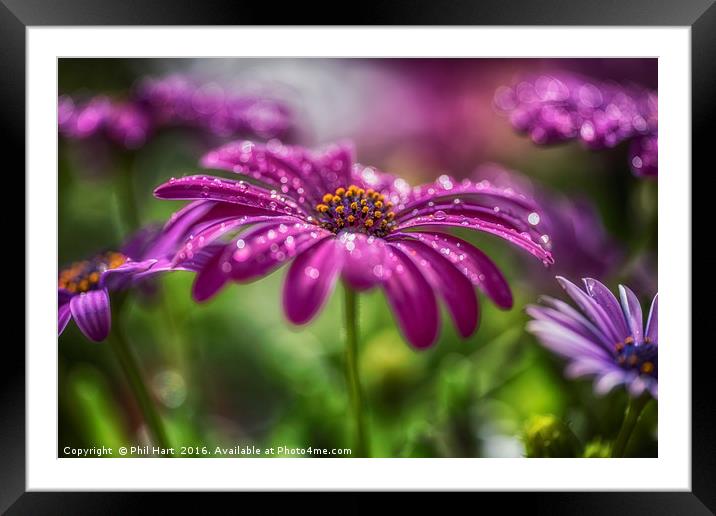 Cape daisy Framed Mounted Print by Phil Hart