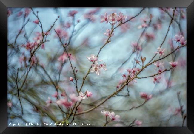 Turning into Spring no2 Framed Print by Phil Hart