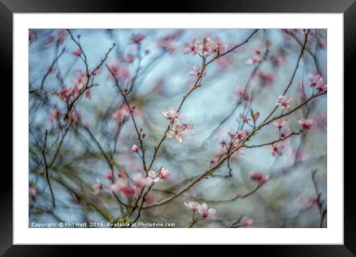 Turning into Spring no2 Framed Mounted Print by Phil Hart