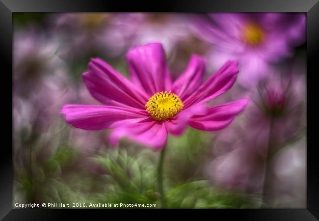 Images from a cosmic garden No4 Framed Print by Phil Hart