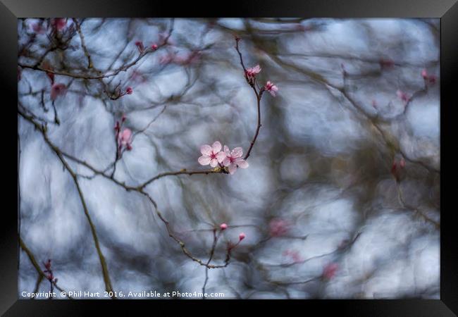 Turning into spring Framed Print by Phil Hart