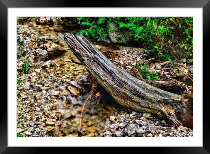 flowing stream in the forest Framed Mounted Print by Paul Boazu