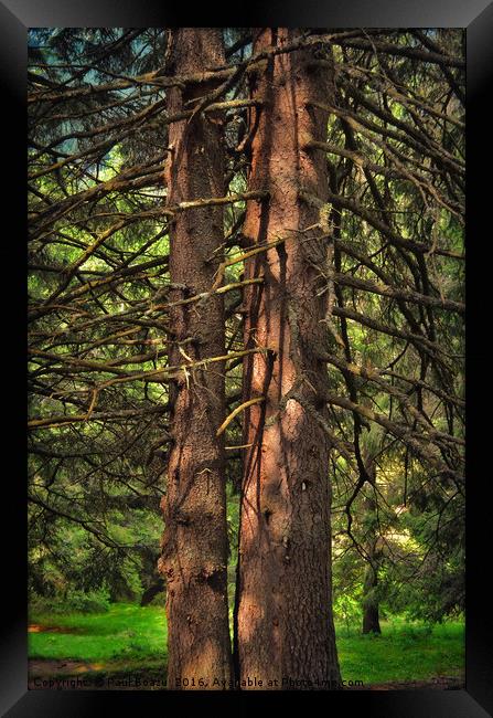 brothers in the forest Framed Print by Paul Boazu
