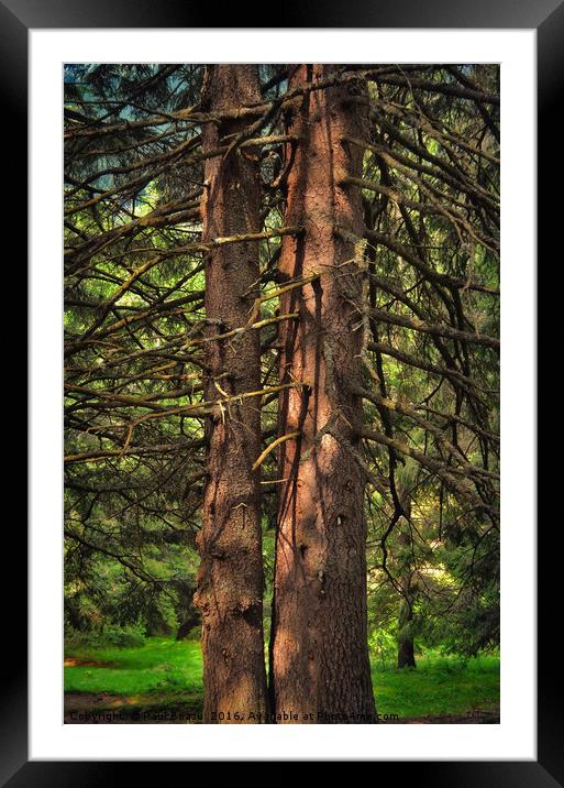 brothers in the forest Framed Mounted Print by Paul Boazu