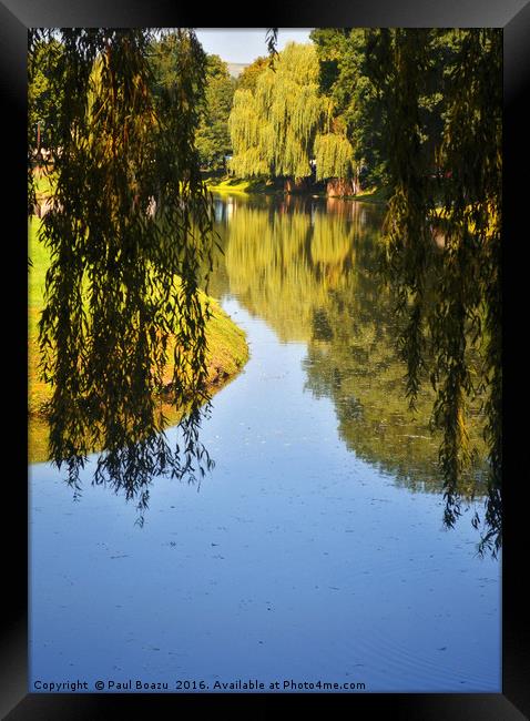 willow lake reflection Framed Print by Paul Boazu