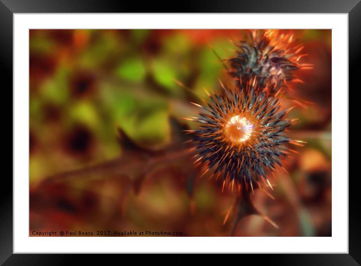 thistles Framed Mounted Print by Paul Boazu