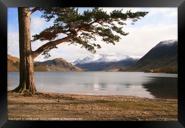  Crummock Water with large pine tree and snow on t Framed Print by Linda Lyon
