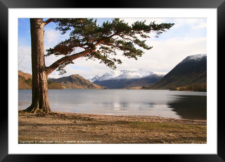  Crummock Water with large pine tree and snow on t Framed Mounted Print by Linda Lyon
