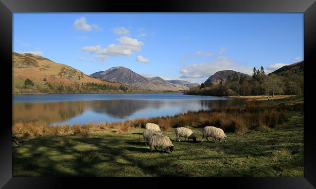 Idyllic Loweswater Framed Print by Linda Lyon