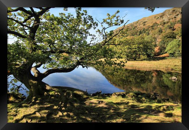 The Rydal Oak Framed Print by Linda Lyon