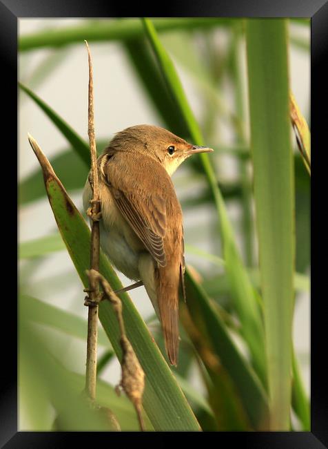 Reed Warbler Framed Print by Linda Lyon