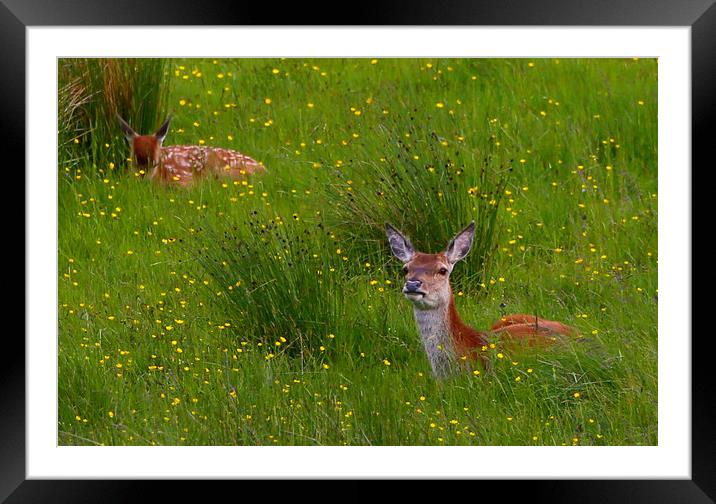 Red Deer in the Buttercups Framed Mounted Print by Linda Lyon