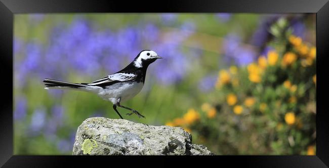 Pied Wagtail Framed Print by Linda Lyon