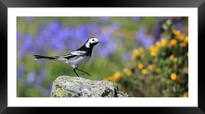 Pied Wagtail Framed Mounted Print by Linda Lyon