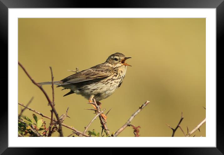 Meadow Pipit Framed Mounted Print by Linda Lyon