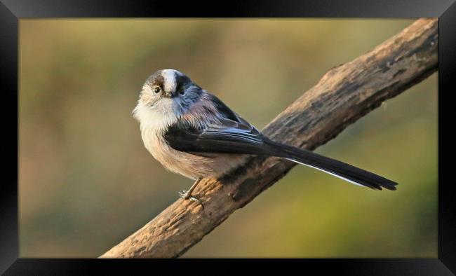 Longtailed-tit  small sizes Framed Print by Linda Lyon
