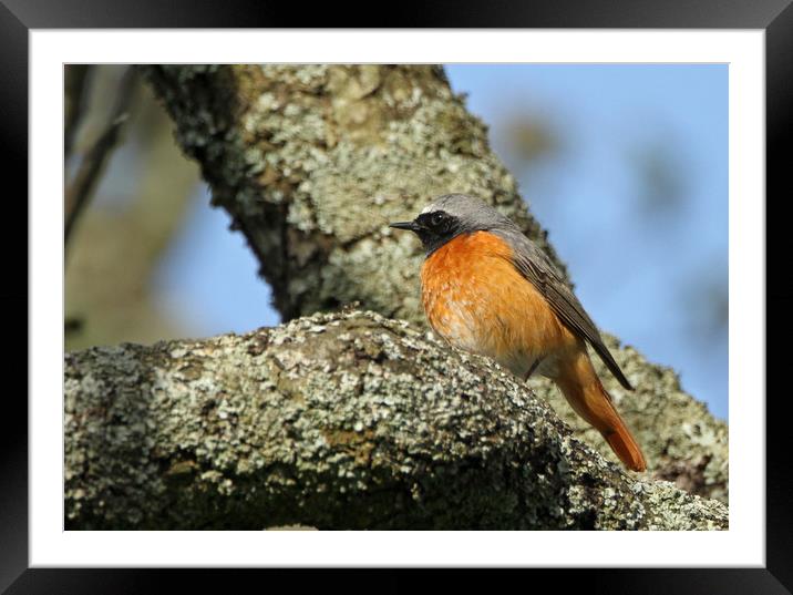 Redstart  Framed Mounted Print by Linda Lyon