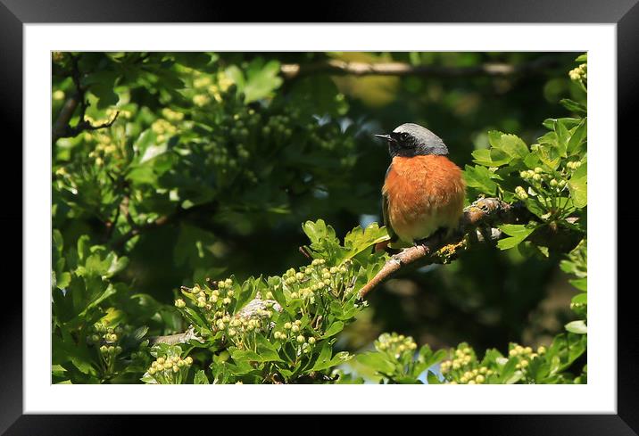 Redstart in the Bushes Framed Mounted Print by Linda Lyon