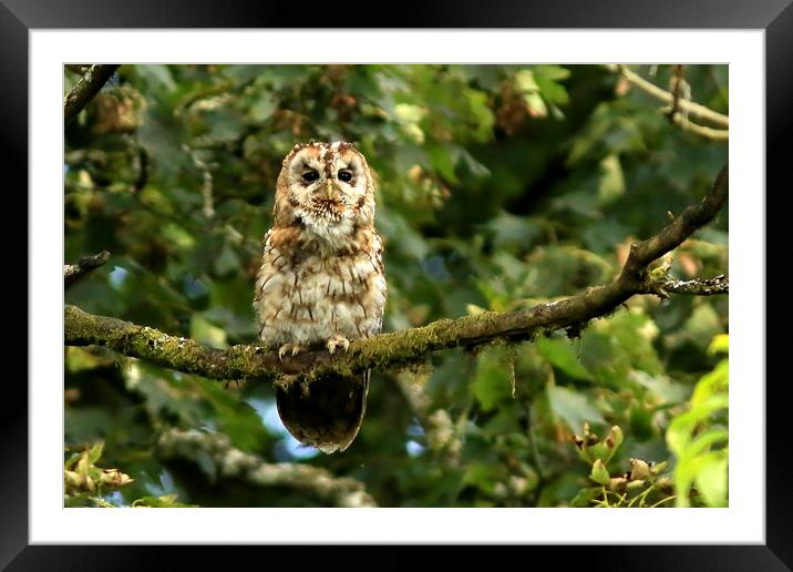 Tawny Owl Framed Mounted Print by Linda Lyon