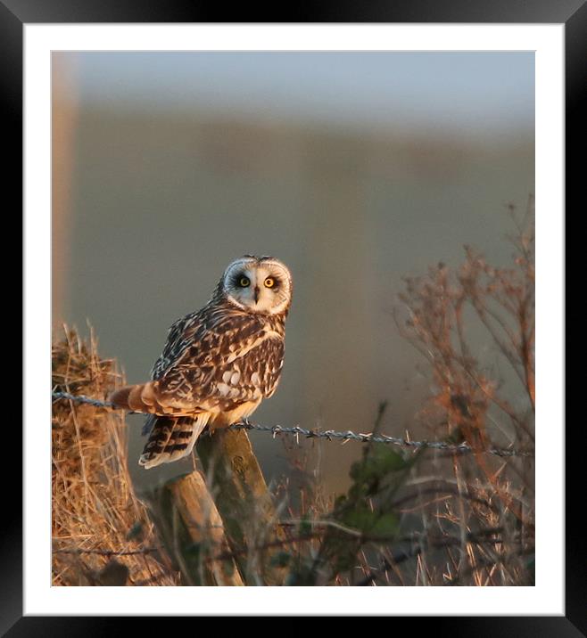 short-eared Owl in last sun...order small sizes Framed Mounted Print by Linda Lyon