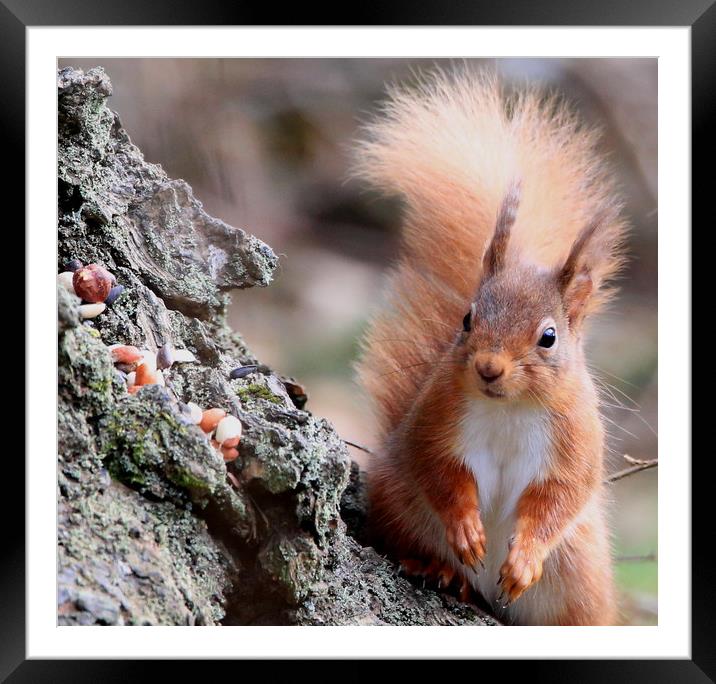 Nuts ! surprised look on Red Squirrel's face Framed Mounted Print by Linda Lyon