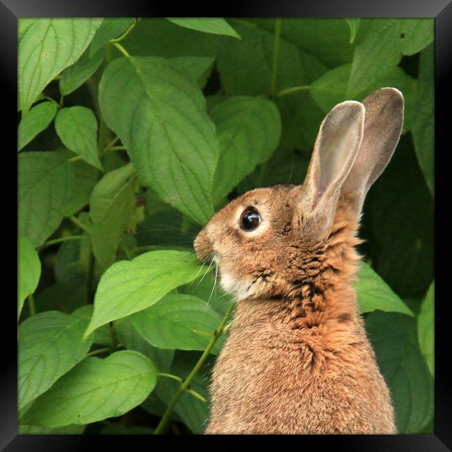 Munching Rabbit Framed Print by Linda Lyon